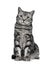 Handsome black silver tabby British Shorthair cat sitting straight up isolated on white background and looking at camera