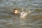 A handsome boy of 10 years old swims in the sea in different styles - on the back, breaststroke, crawl