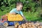 A handsome boy of 4-5 years old puts potatoes in a toy truck in the garden.