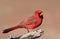 Handsome bright red Northern Cardinal male