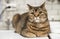 A handsome British shorthair fat cat looks with interest at the