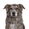 Handsome brown Australian Shephard on white