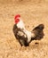 Handsome brown and white speckled bantam rooster