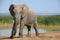 Handsome bull elephant at Addo National Elephant Park