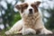 A Handsome Canine Companion: A Male Dog with a White Coat and Brown Spots