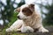 A Handsome Canine Companion: A Male Dog with a White Coat and Brown Spots