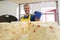 Handsome cheesemaker making curd cheese in his factory.