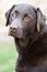 Handsome Chocolate Labrador in the Garden