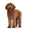 Handsome Cobberdog / Labradoodle on white