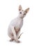 Handsome Cornish Rex cat on white