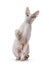 Handsome Cornish Rex cat on white