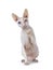 Handsome Cornish Rex cat on white