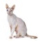 Handsome Cornish Rex cat on white