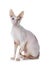 Handsome Cornish Rex cat on white