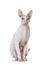 Handsome Cornish Rex cat on white