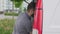 Handsome courier unloading cardboard boxes from car truck