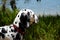 Handsome dalmatian puppy looking towards the beach