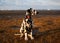 Handsome dalmatian puppy on the sand