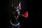 A handsome doberman holds a scarlet rose in his teeth on a black background. Congratulations on international women\\\'s day