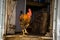 The handsome domestic rooster (Gallus gallus) is a domesticated subspecies of red junglefowl.