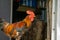 The handsome domestic rooster (Gallus gallus) is a domesticated subspecies of red junglefowl.