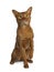 Handsome excellent young sorrel Abyssinian male cat, Isolated on white background.