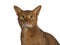 Handsome excellent young sorrel Abyssinian male cat, Isolated on white background.