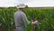 Handsome farmer standing at field and gently touching cornstalk at organic farm. Male young worker examining maize stem