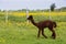 Handsome freshly shorn reddish-brown alpaca seen in profile walking in enclosure