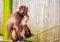 Handsome Gelada monkey sitting on a rope in captivity