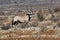 Handsome Gemsbok bull