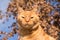 Handsome ginger tabby against winter sky and dry leaves