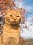 Handsome ginger tabby cat against a colorful Oak tree