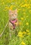 Handsome ginger tabby cat in harness