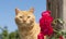 Handsome ginger tabby looking at the viewer next to bright red roses