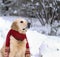 Handsome golden retriever dog wearing a scarf sitting on snow coat. Winter in park. Square, selective focus