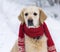 Handsome golden retriever dog wearing a scarf sitting on snow coat. Winter in park. Square, selective focus