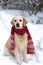 Handsome golden retriever dog wearing a scarf sitting on snow coat. Winter in park. Vertical, selective focus