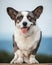 Handsome Gray Corgi Dog Shows Standard Stance And Portrait B Pet Training