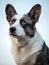 Handsome Gray Corgi Dog Shows Standard Stance And Portrait B Pet Training