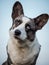 Handsome Gray Corgi Dog Shows Standard Stance And Portrait B Pet Training