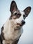 Handsome Gray Corgi Dog Shows Standard Stance And Portrait B Pet Training