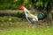 a handsome gray rooster lifting a leg in the grassy garden