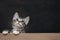 Handsome gray tabby male kitten leans legs on a wooden board. Blank for advertisement or announcement with copy space