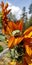 Handsome green tree frog on fiery sunflower