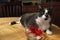 Handsome Grey and White cat with red Gerbera Daisy