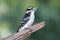 Handsome Hairy Woodpecker