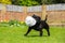 A handsome happy black Staffordshire bull terrier dog running on grass in a walled garden or back yard, with a burst soccer,