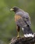 Handsome Harris` Hawk poses on tree limb in early morning light