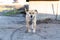 Handsome home dog of coffee color walks at the camera and looks into the frame